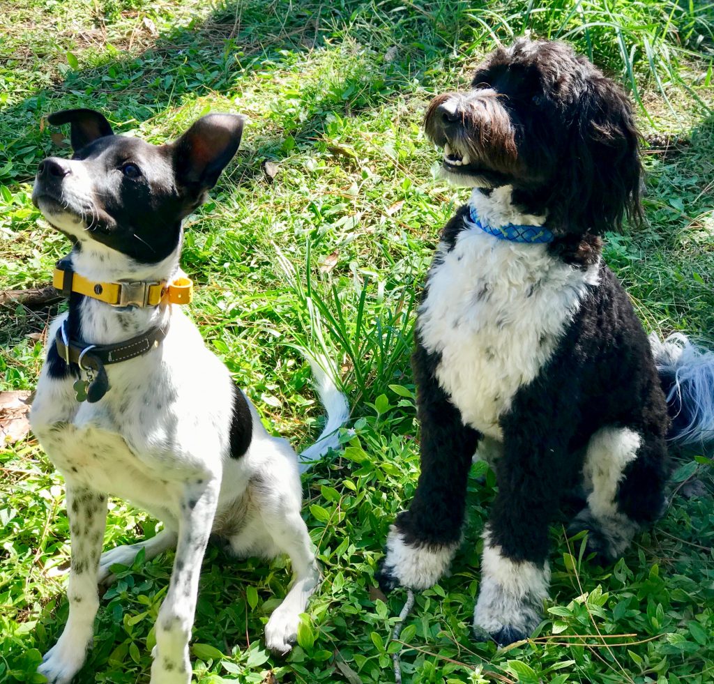 Two black and white dogs on sitting and looking upwards