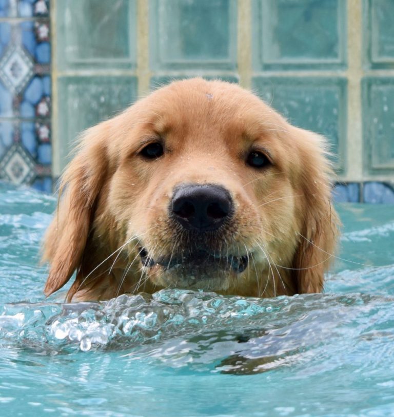 Beautiful dog in a swimming pool smiling