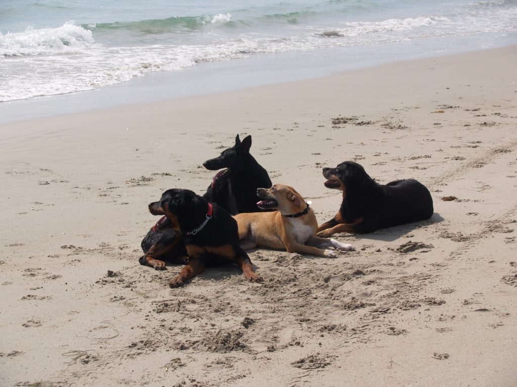 Three black dogs and a brown dog sitting at the seashore
