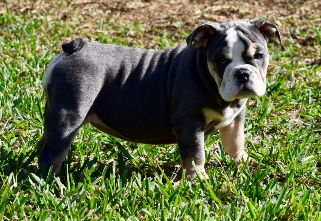 Olde Bulldogge on the display of the website