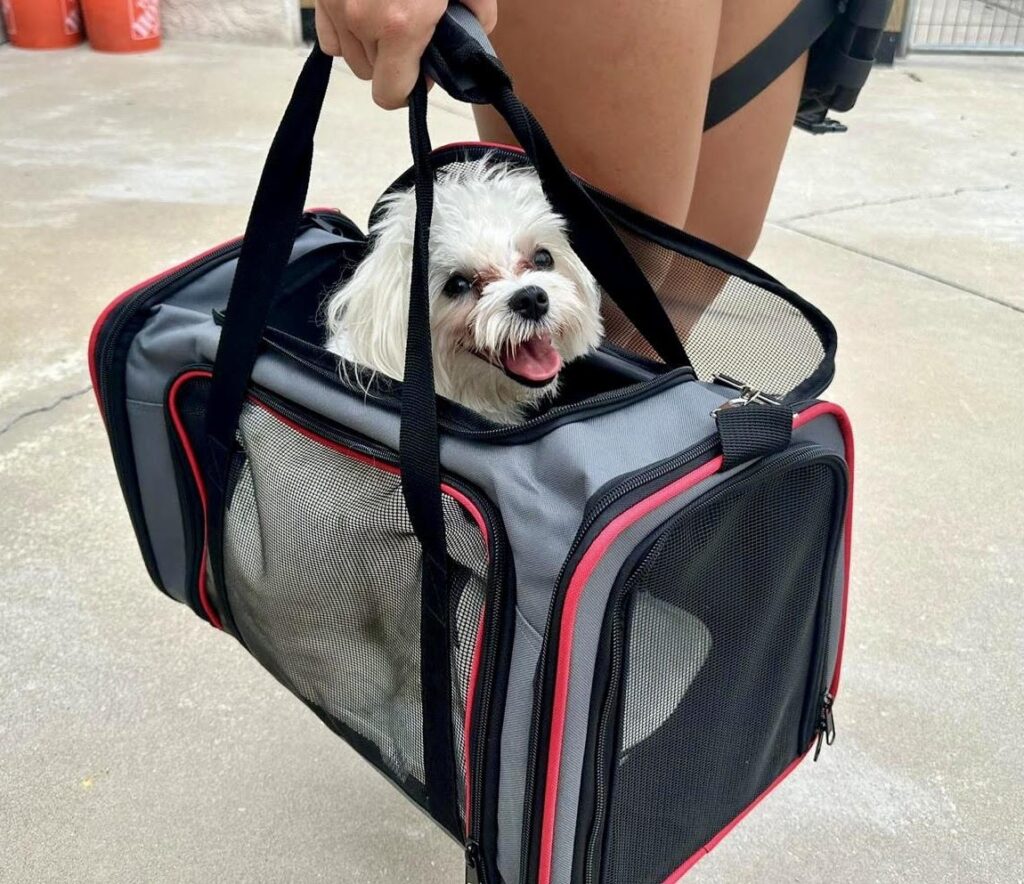 A small white dog being carried in a black bag