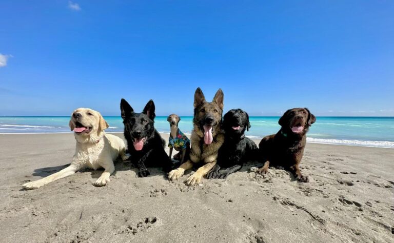 Six dogs on a beach with blue sky.