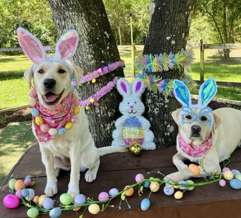 Two dogs in Easter bunny ears.