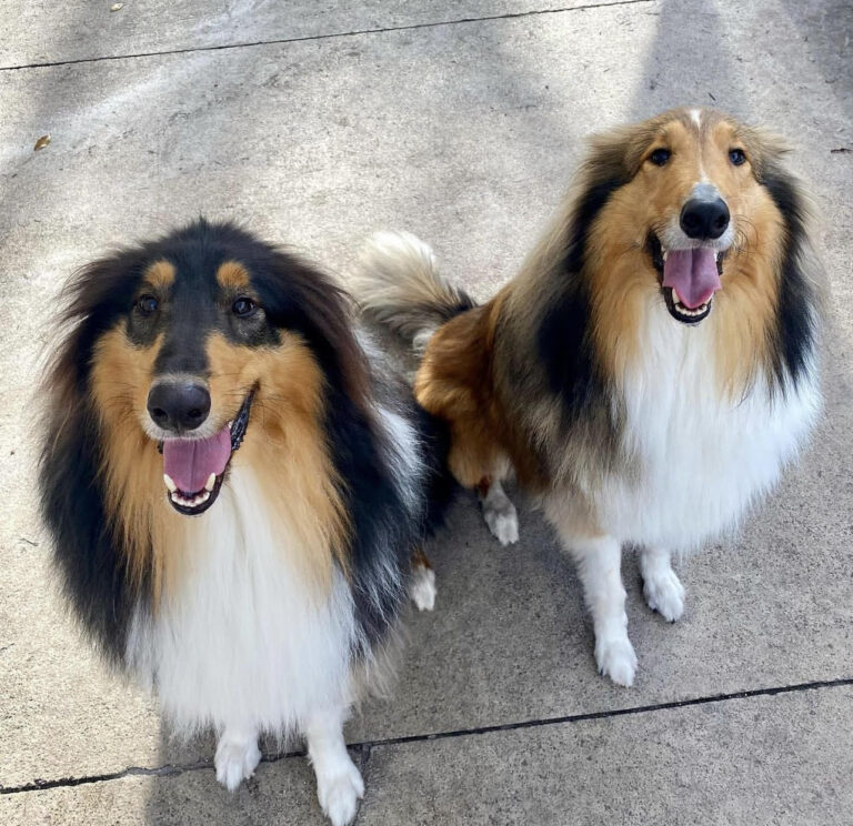 Two smiling collie dogs sitting outside.