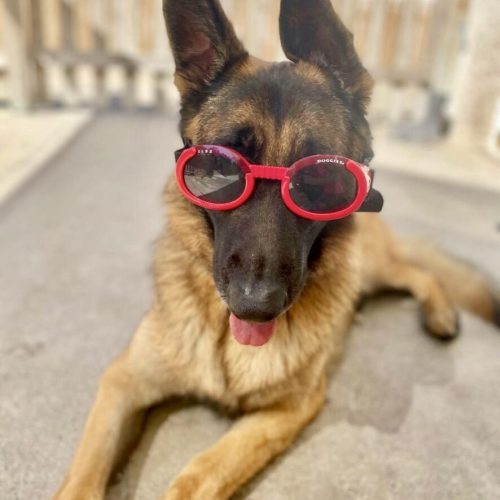 Dog wearing red sunglasses and sticking out tongue.