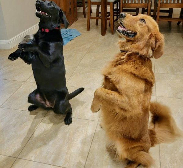 Two dogs standing on hind legs.